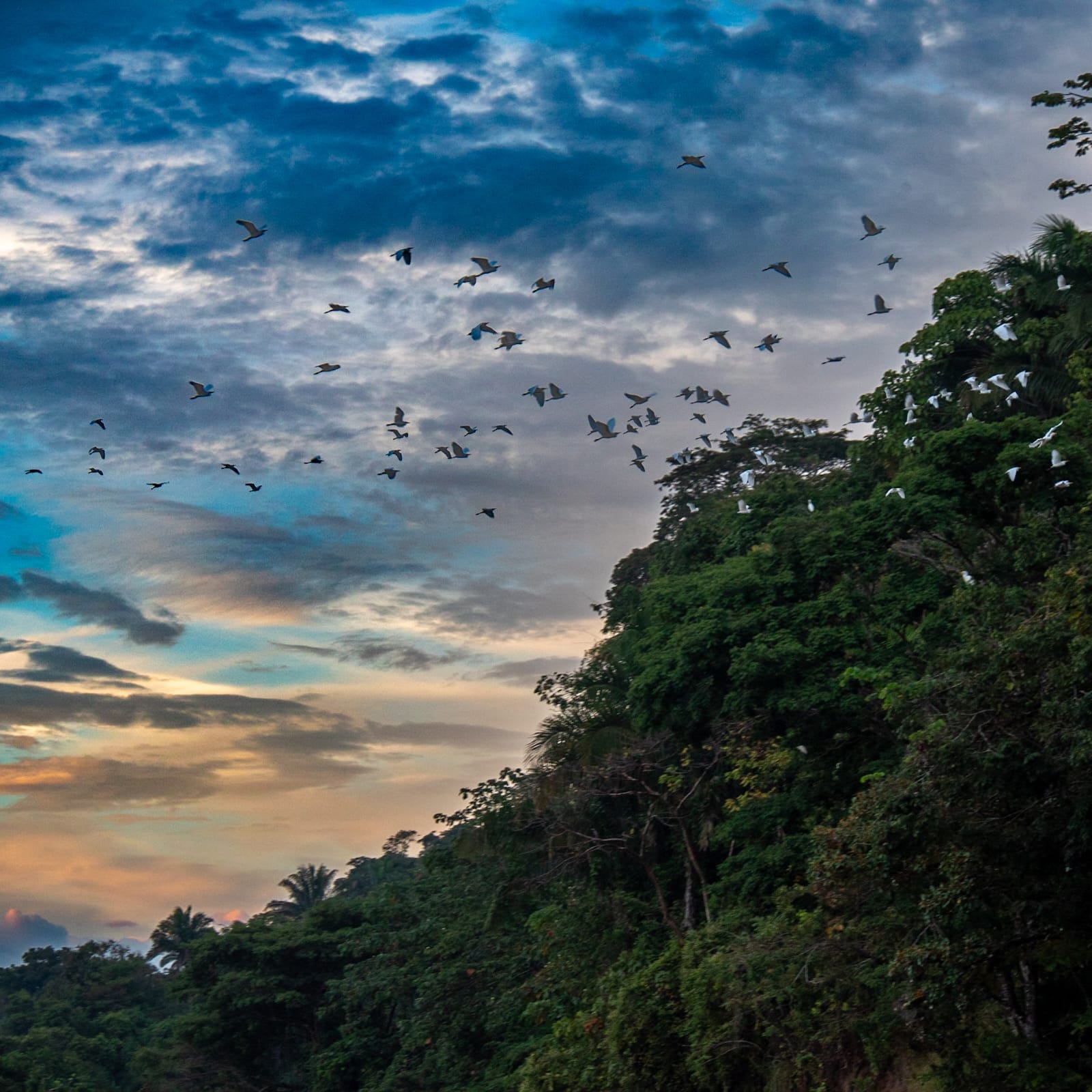 Aves en el rio chitamena